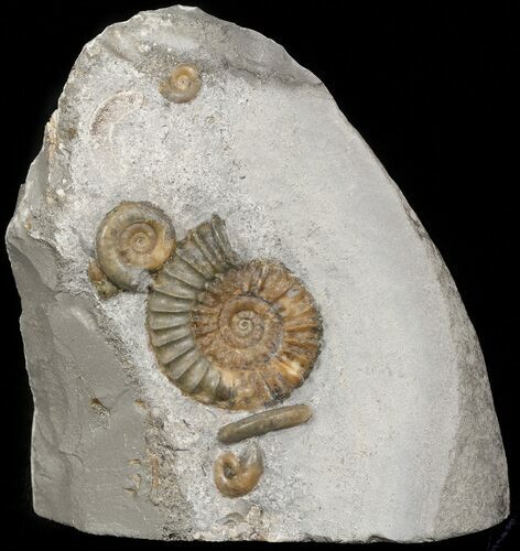 Beatiful Arnioceras Ammonite - England #46150